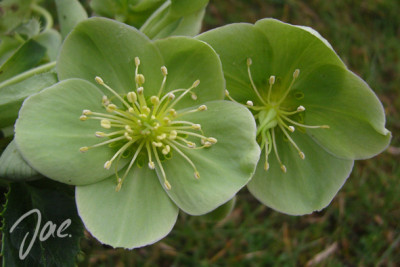 h_argutifolius.jpg