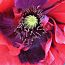 Mohn_65x65_2.jpg