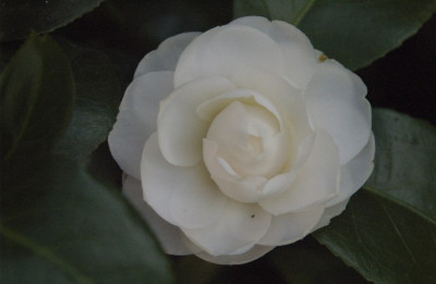 snow_white.jpg