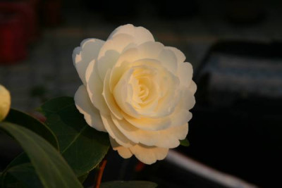 Dahlonega_01-04-07.jpg