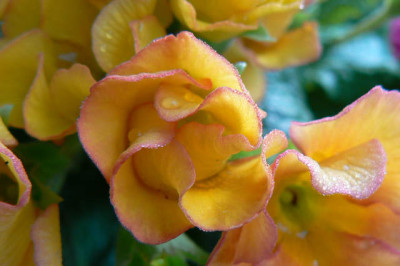 Primel_rotrand.jpg
