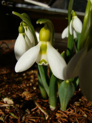 DSCF1095.JPG