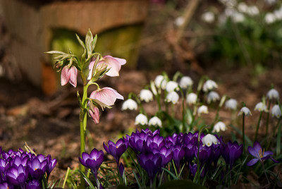 Fruehling-small-Mar1409.jpg