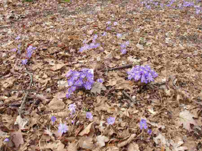 Hepatica1_ue.jpg