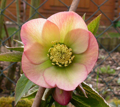Helleborus_Samling_picotee_14.3.09.jpg