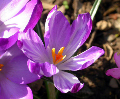 Crocus_geflammt_oben_14.3.09.jpg