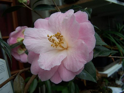 100_1936_Camellia_japonica______500.jpg