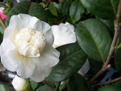 100_1946_Camellia_japonica__alba_______800.jpg