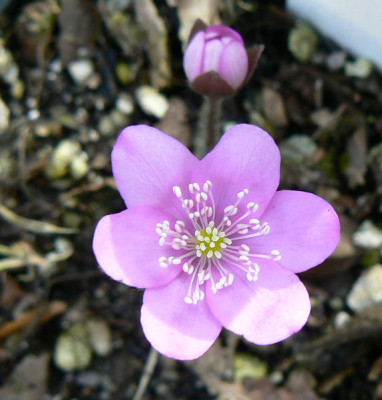 Himbeereis_090314a.jpg