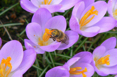 Fruhling_090314.jpg