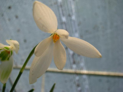 galanthus_wild_3.jpg