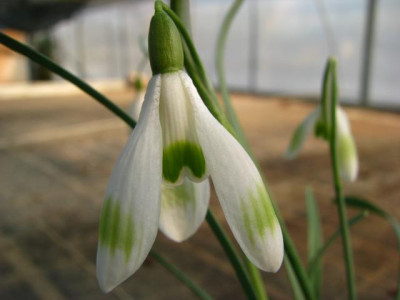 galanthus_xyz.jpg