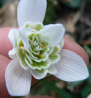 Gal_Flore_pleno_090304_a.jpg
