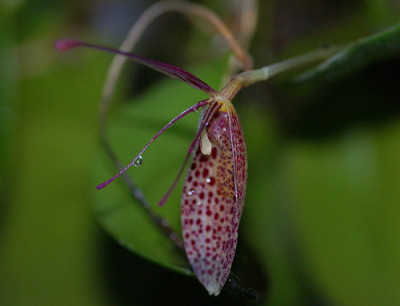 Renanthera-matutina.jpg