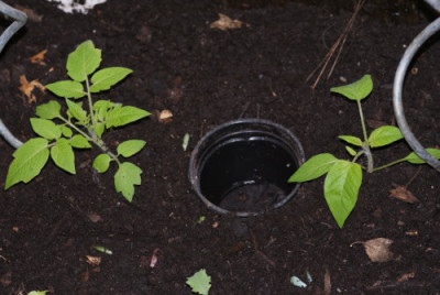 Tomaten03.2009.jpg