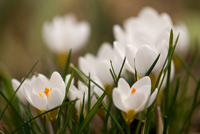 Krokusse-in-weiss-Mar1409.jpg