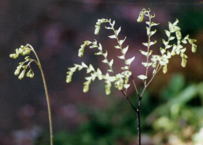 Adiantum_pedatum_Austrieb_im_Gegenlicht.jpg