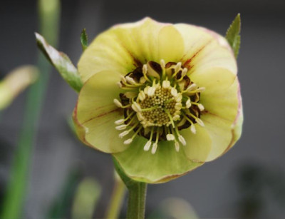 Gelbgrunes_Picoteeanemonchen.jpg