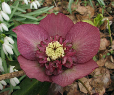 5023_anemone_rosa_09.jpg