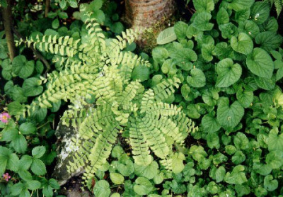Adiantum_pedatum_uber_Violalaub.jpg