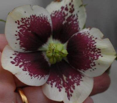 Helleborus_white_blotched-0200-klein.jpg