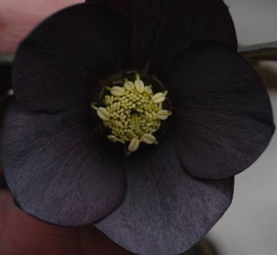 Helleborus_dusky_grape-0185-klein.jpg