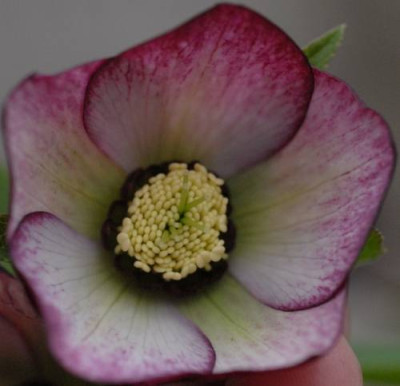 Helleborus_bicolor2-0189-klein.jpg