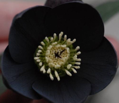 Helleborus_black-0194-klein.jpg
