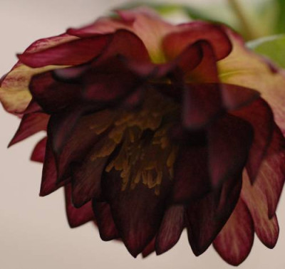 Helleborus_Raspberry_ripple_Gegenlicht-0177-klein.jpg