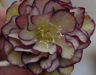 Helleborus_Raspberry_ripple_alternd-0179-klein.jpg