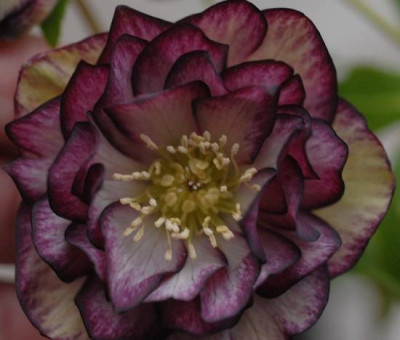 Helleborus_Raspberry_ripple_junger-0182-klein.jpg