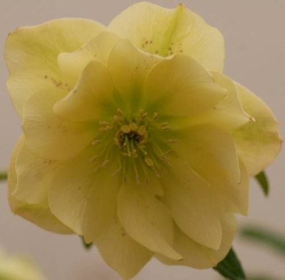 Helleborus_Primrose_double-0174-klein.jpg