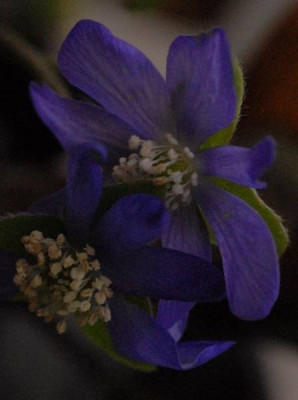 Hepatica_Indigo-0160-klein.jpg