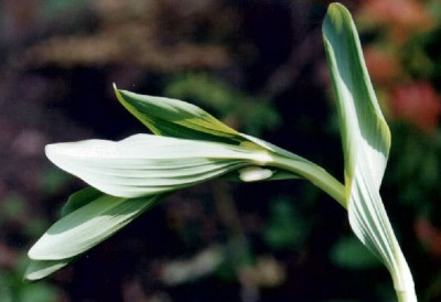 Polygonatum_unbekannt.jpg