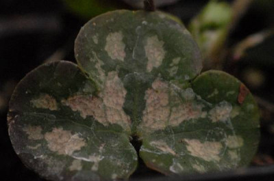 Hepatica_pyrenaica_wei_Blatt-0163-klein.jpg