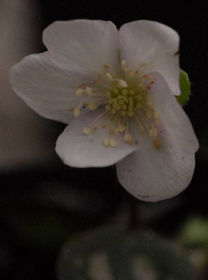 Hepatica_pyrenaica_wei_Blute-0162-klein.jpg