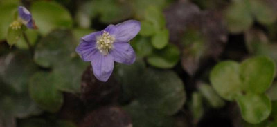 Hepatica_kompakt_immergrun-0170-klein.jpg