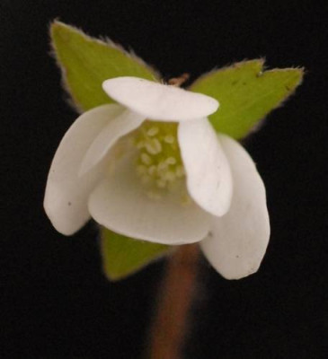 Hepatica_yamatutai_Blute-0168-klein.jpg