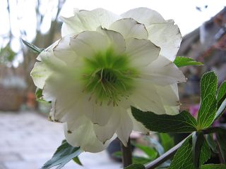 k-IMG_0483.jpg