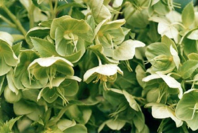 Helleborus_argutifolius1.jpg