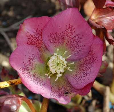 Rosa_mit_Schneckenloch_0010__3019.jpg