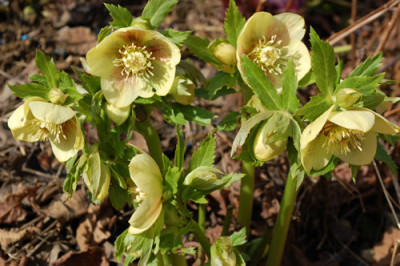 Gelbe_0014__3012.jpg
