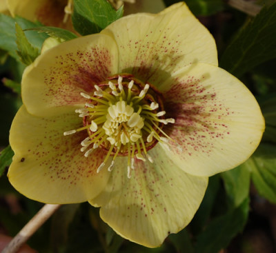Gelbe_Bluete_0010__3016.jpg