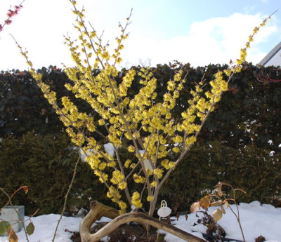 Hamamelis_Arnold_Promice__0010__2894.jpg