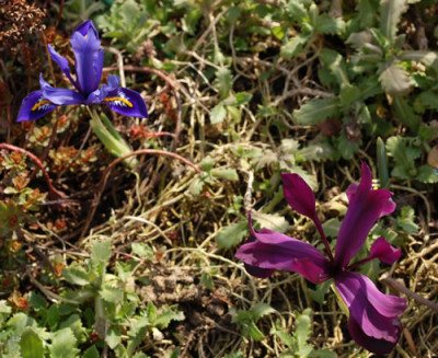 Iris_0010__3004.jpg