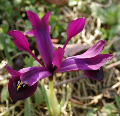 Iris_violette__2997.jpg