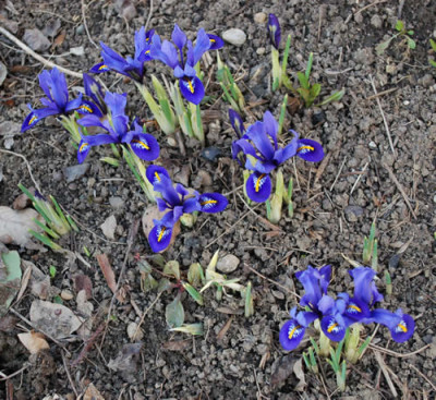 Iris_blau_0010__3030.jpg