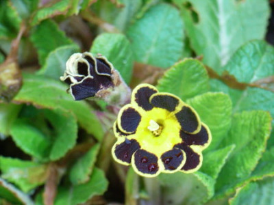 primula.JPG