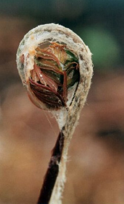 Osmunda_regalis_Austrieb.jpg