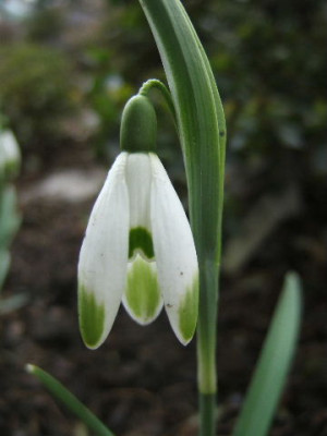 DSCF6615.JPG